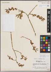 Foto von Salix eriocephala var. watsonii (Bebb) Dorn